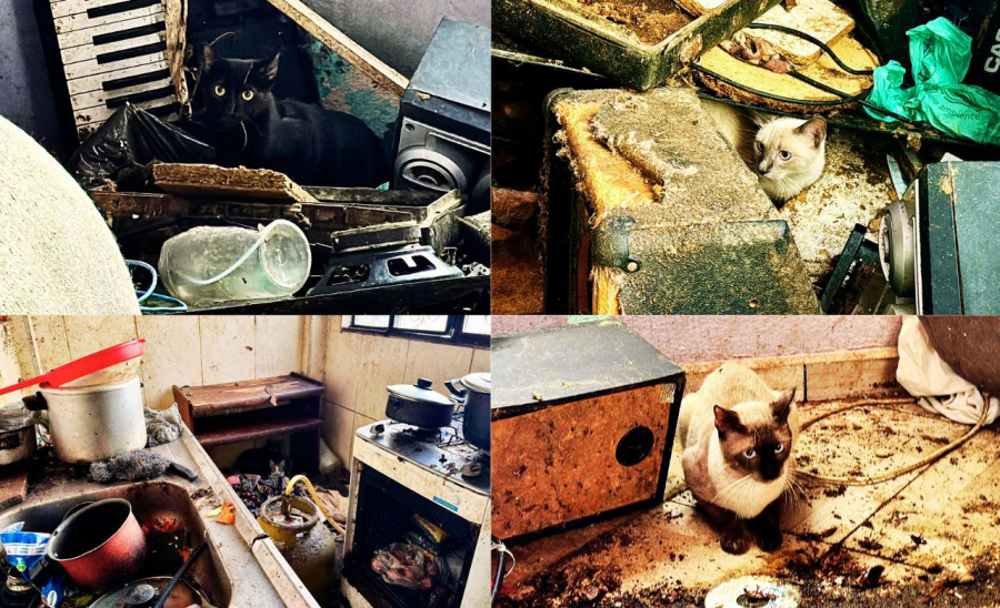 Comissão de Defesa dos Animais resgata 25 gatos de apartamento insalubre em Realengo